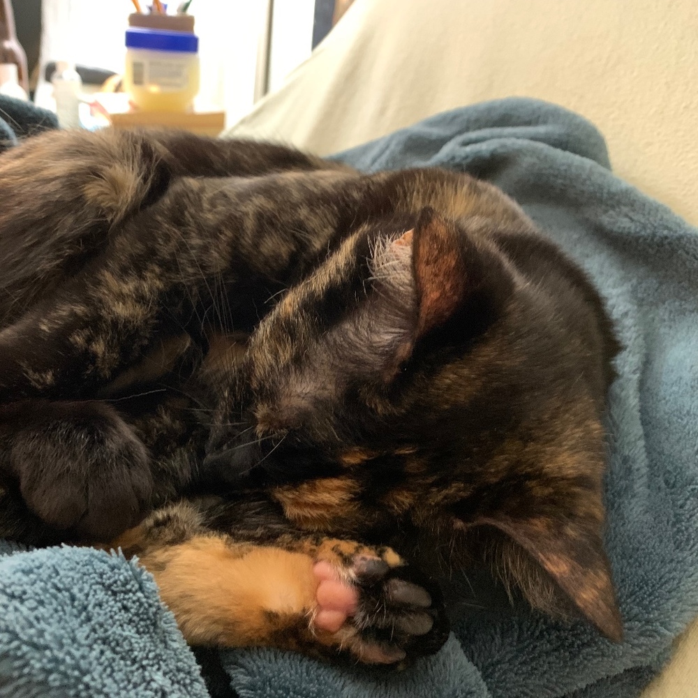 Meet your Posher, Mia